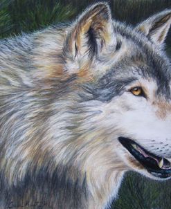 Timber Wolf Dark