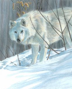 Winter Wolf