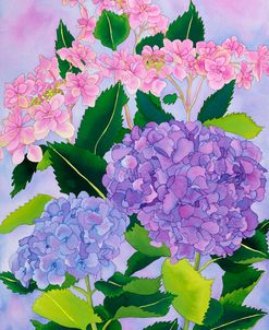 Hydrangea Wonder