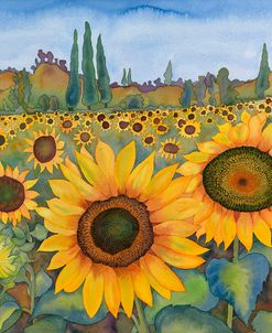 Sunflower Fields