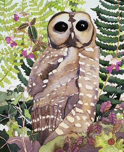 Spotted Owl