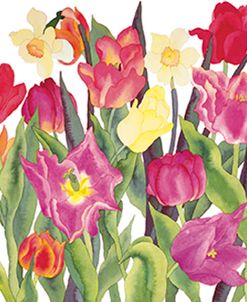 Tulips And Daffodils