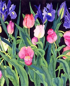 Tulips And Irises