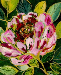 Peony Bloom
