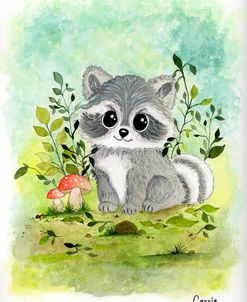 Baby Raccoon