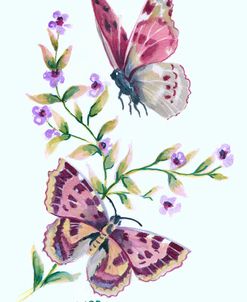 Butterfly in Lilac