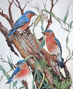 Bluebirds at Rest