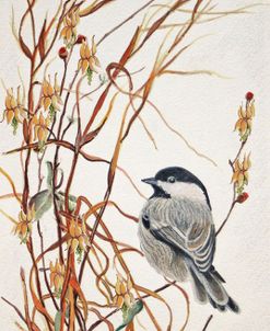 Chickadee in Summer Grass