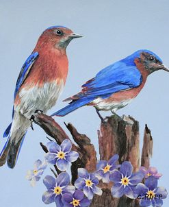 Eastern Bluebird Duo