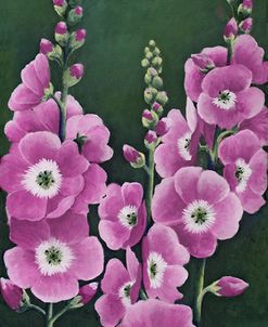 Hollyhocks in Lilac