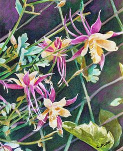 Pink and Gold Columbine