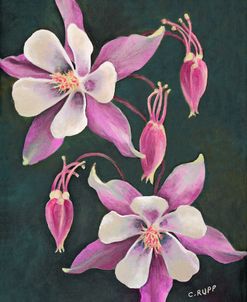 Pink Columbine