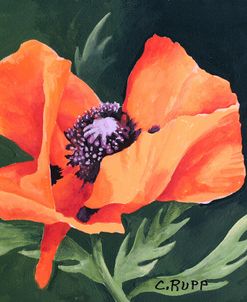 Red Poppy III