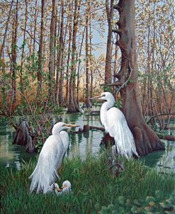 Snowy White Egret Nesting