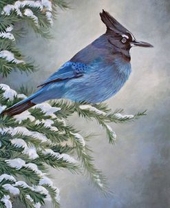 Stellar Jay in Winter