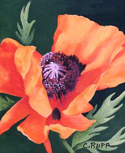 Red Poppy I