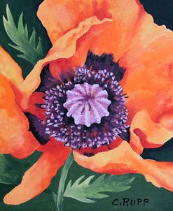 Red Poppy II