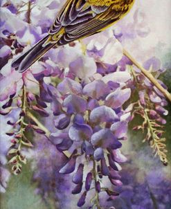 Yellow Bird in Wisteria