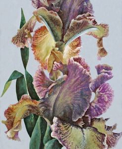 Varied Bearded Iris