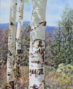 Aspen with Wildflowers