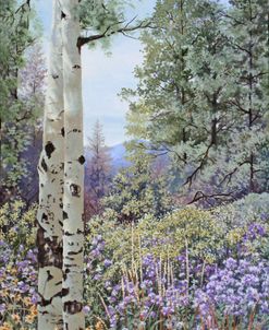 Aspen with Asters