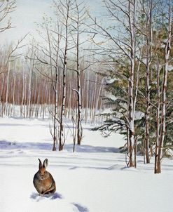 Winter Rabbit