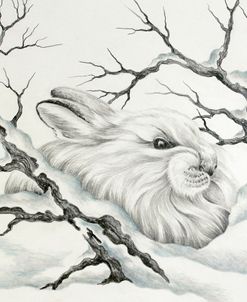 Cool Bunny