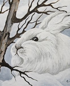 Snowshoe Rabbit 1