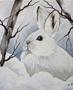 Snowshoe Rabbit 2