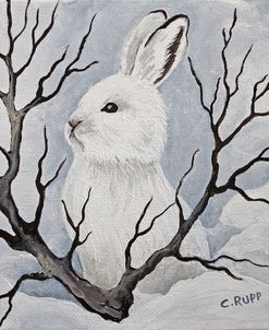 Snowshoe Rabbit 3