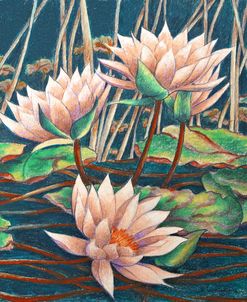 Water Lily Bloorms