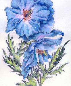 Blue Poppy III