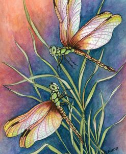 Dragonflies