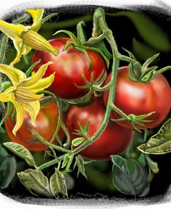 Tomato Plant