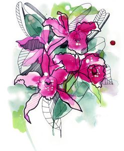 Magenta Orchids