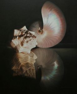 Pearl Nautilus