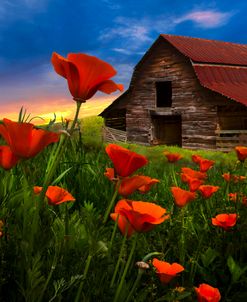 Barn In Poppies