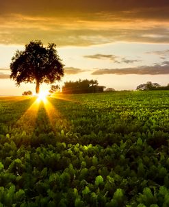 A Golden Evening