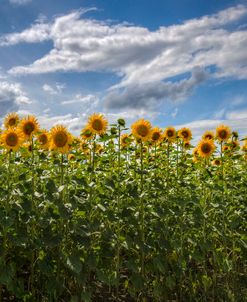 Field of Dreams