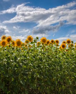 Field of Dreams