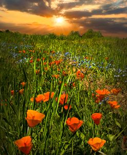 Happy Poppies