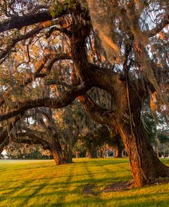 Mossy Trees at Sunset