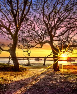 Oak Trees at Sunrise
