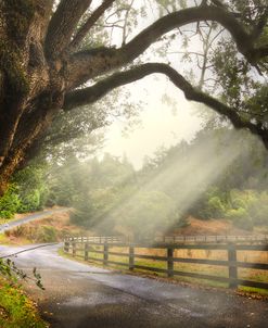 Morning Light