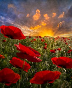 Poppy Field