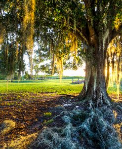 Spanish Moss