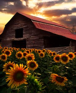 Sunflower Farm