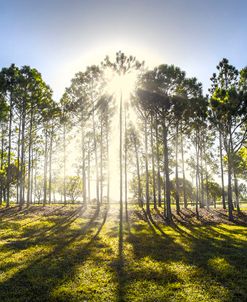 Sunlight in the Trees