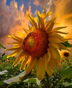 Sunflower Dawn