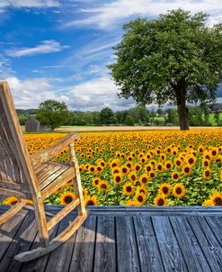 Sunflower Farm 2